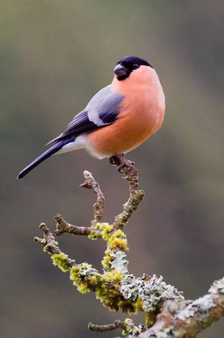 Bullfinch on a branch in a garden LorraineFrance