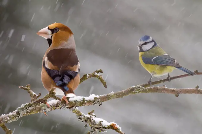 Hawfinch and Blue Tit under the snow LorraineFrance