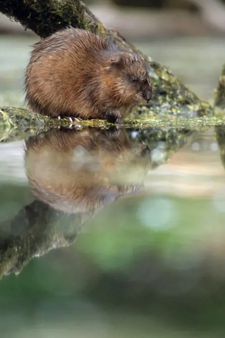 Coypu making toilet in the morning in summer