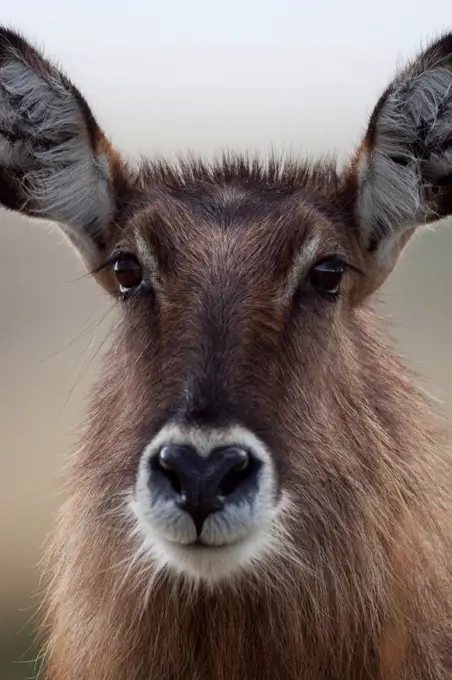 Portrait of Defassa Waterbuck Masai Mara Reserve Kenya