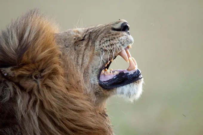 Portrait of Lion yawn Reserve Masai Mara Kenya