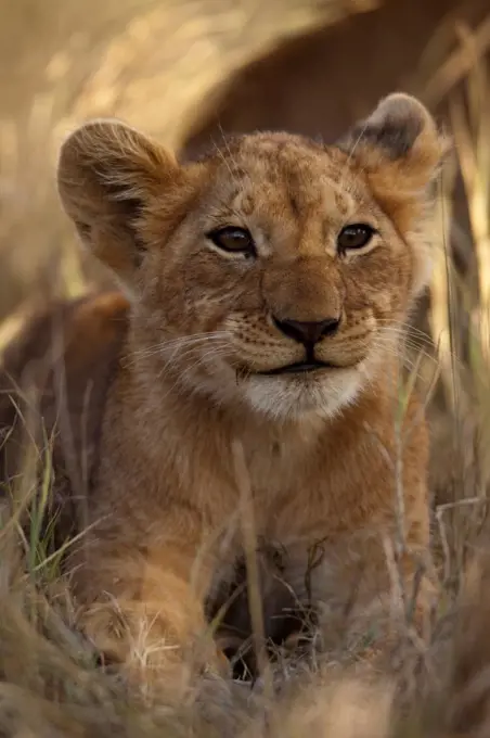 Portrait of Lion cub in grass Masai Mara Reserve Kenya