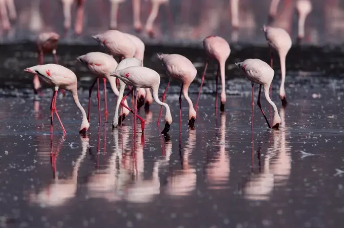 Lesser flamingos feeding in water Lake Nakuru Kenya