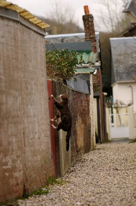 Cat jumping over a gate in an alley Yport France