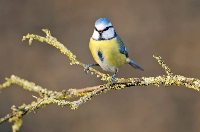 Blue Tit on a branch in winter Limousin France