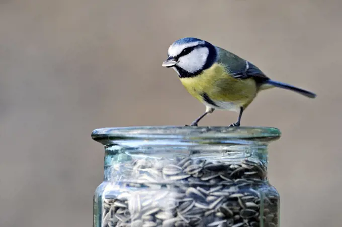 Blue Tit eating sunflower seeds in winter Limousin France