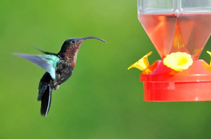 Purple-throated Carib Martinique