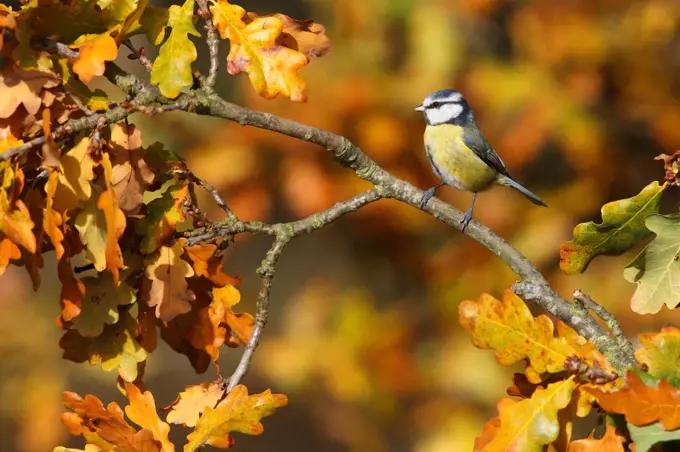 Blue tit standing on branch in autumn GB