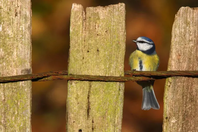 Blue tit standing on a fence in autumn GB