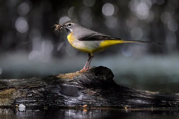 Grey Wagtai male with prey