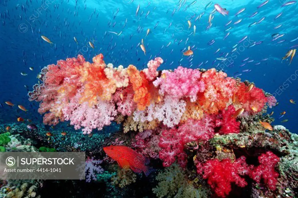 Fiji, Tropical coral reef in Indo-Pacific Ocean