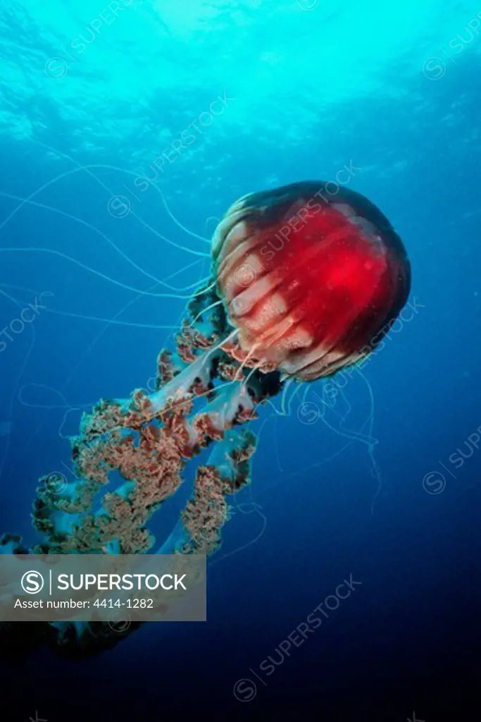 USA, California, Giant Jellyfish (Chrysaora sp.) in Pacific Ocean