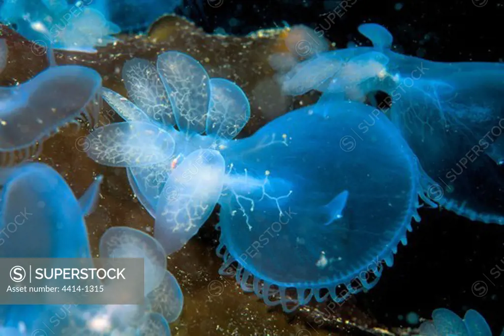 Canada, British Columbia, Lion nudibranch (Melibe leonina) on Giant kelp