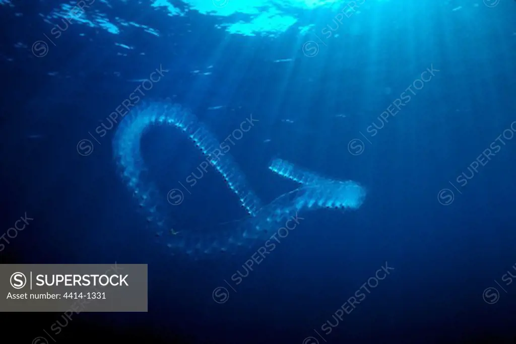 USA, California, Tunicate Salp chain (Cyclosalpa affinis) swimming in Pacific Ocean