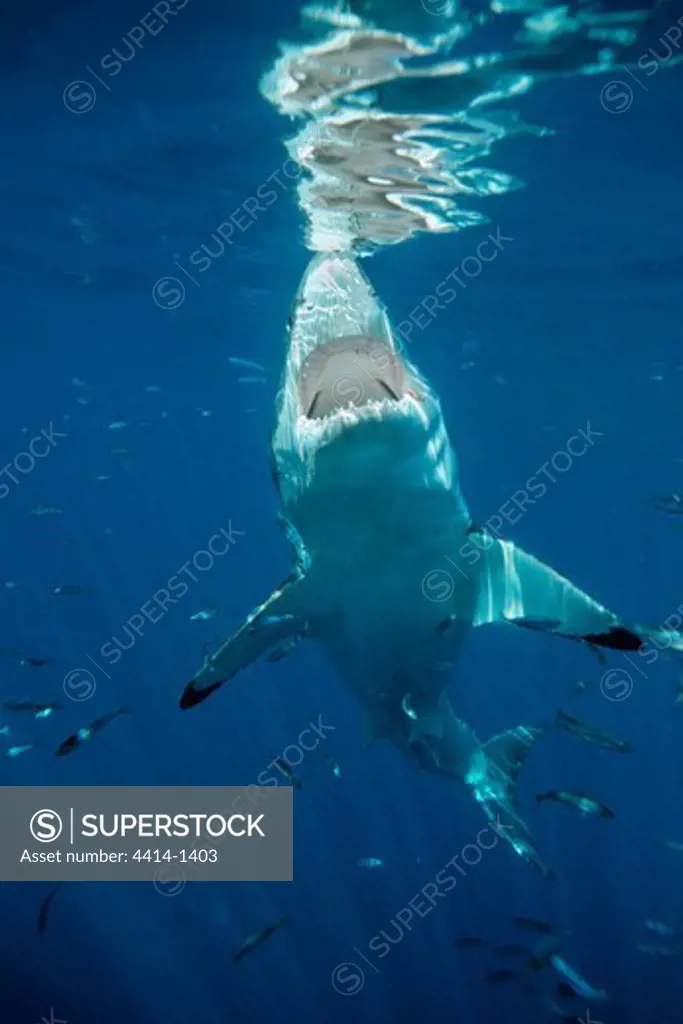 Mexico, Guadalupe Island, White shark (Carcharhodon carcharias) swimming in Pacific Ocean