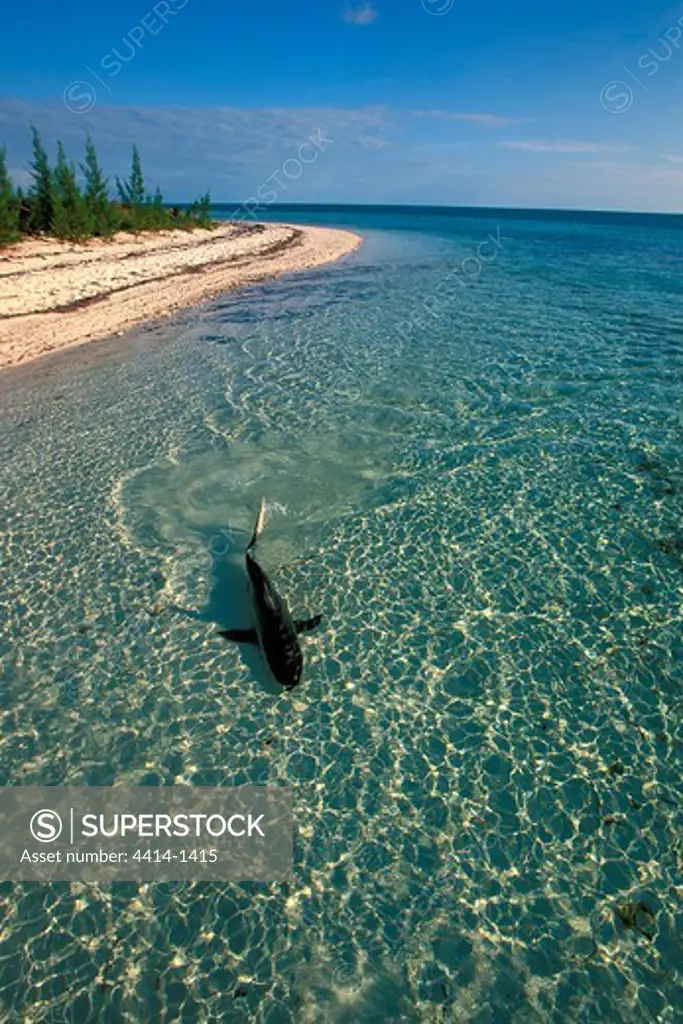 Bahamas Islands, Blacktip shark (Carcharhinus limbatus) swimming in Atlantic Ocean