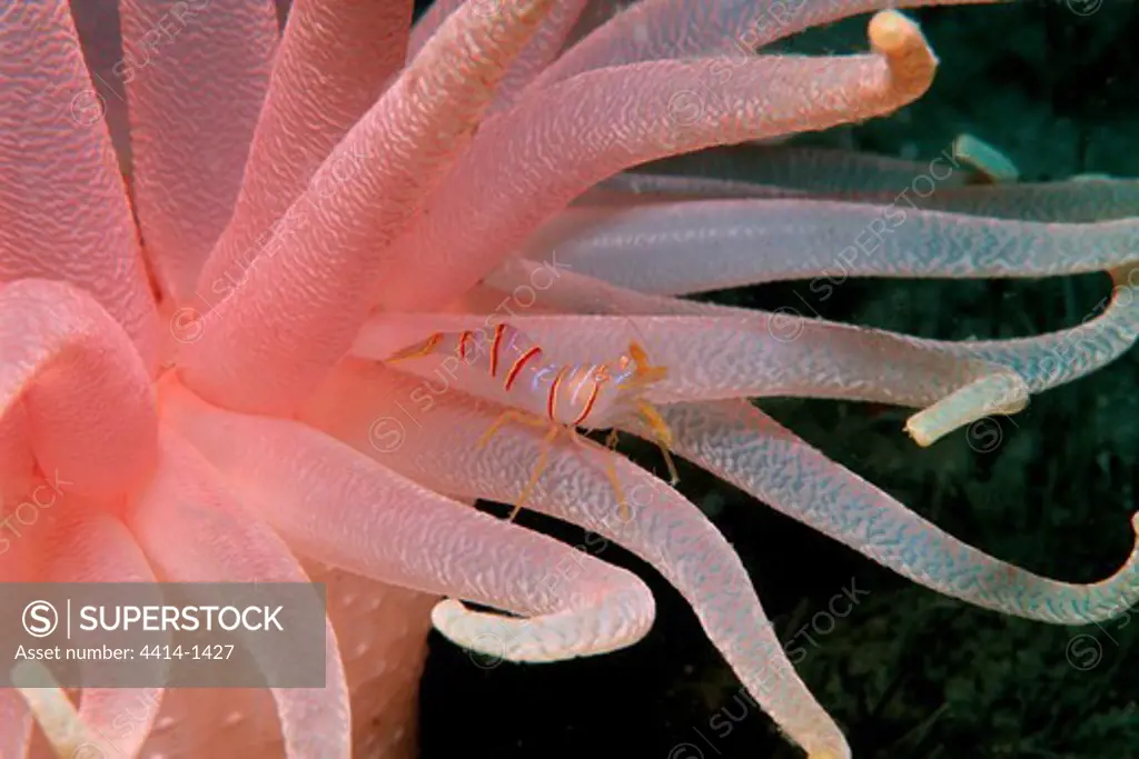 USA, Alaska, Candy stripe shrimp (Lebbeus grandimanus) on Crimson anemone in Pacific Ocean