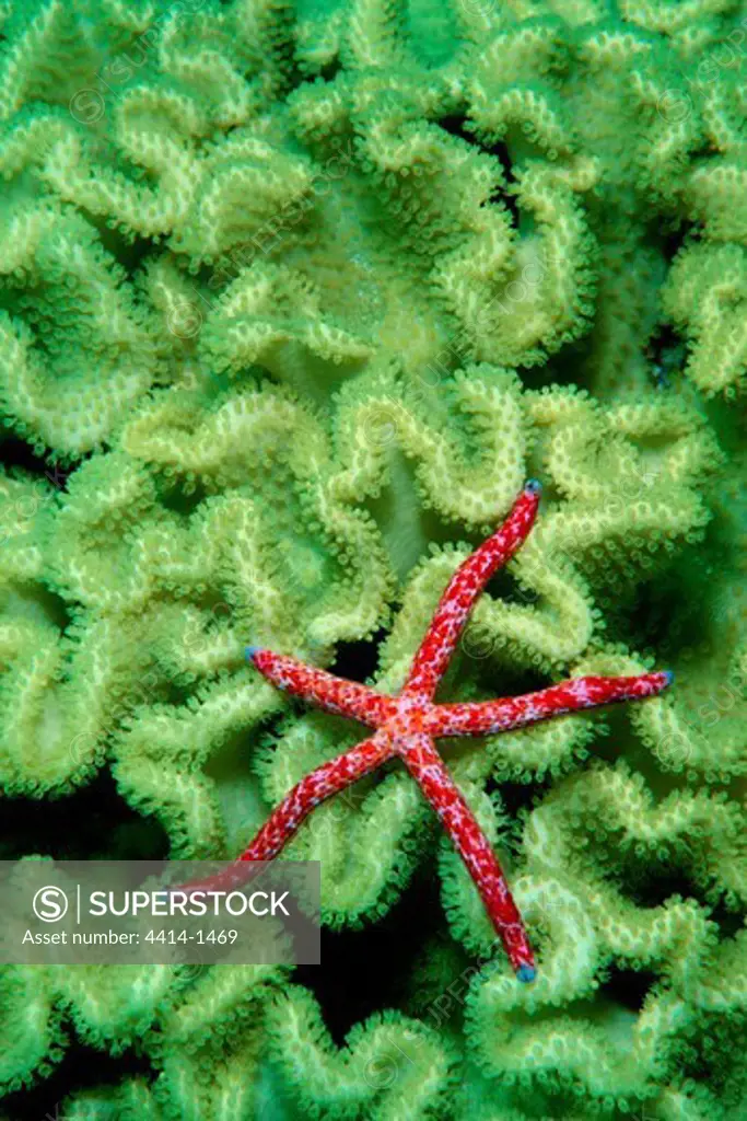 Fiji, Wakaya Island, Sea star (Linckia multiflora)