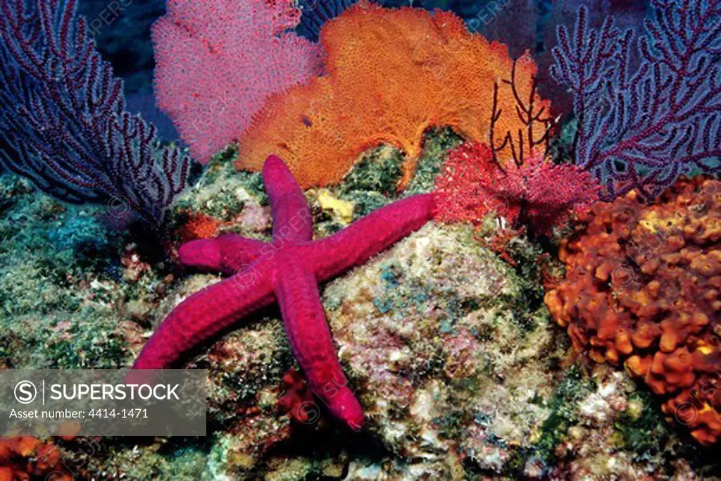 Mexico. Sea of Cortez, Los Frailes, Smooth sea star (Leiaster teres) grazing on algae tgrowing on shallow rocky reefs