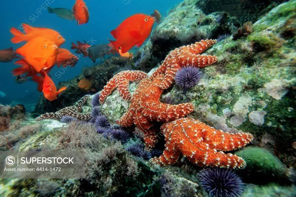 Mexico, Los Coronados Islands, Ochre star (Pisaster ochraceus)