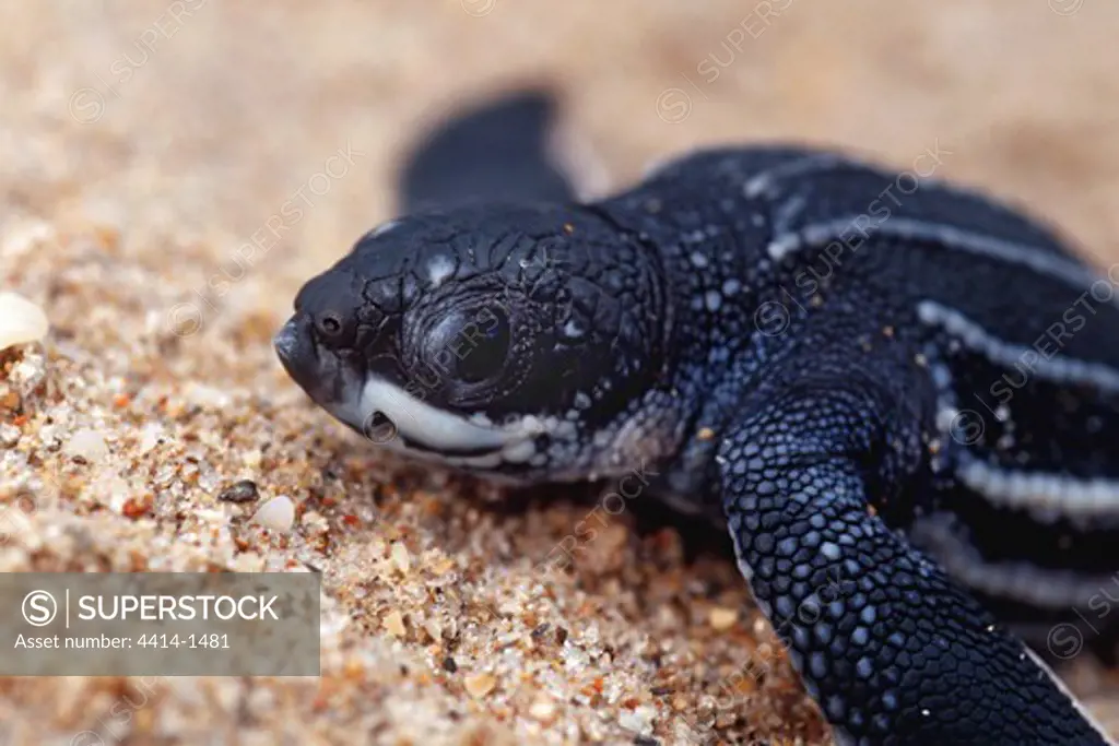 USA, Florida, Young Leatherback Turtle (Dermochelys coriacea) on beach