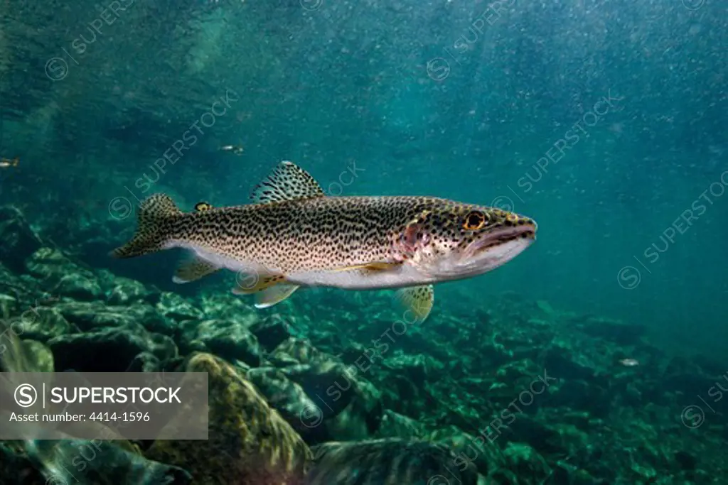 USA, California, Smith River, Coastal Cutthroat Trout (Oncorhynchus clarki clarki)