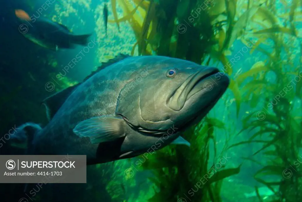 Broomtail grouper, Mycteroperca xenarcha, captive