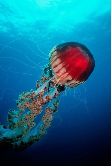 USA, California, Giant Jellyfish (Chrysaora sp.) in Pacific Ocean