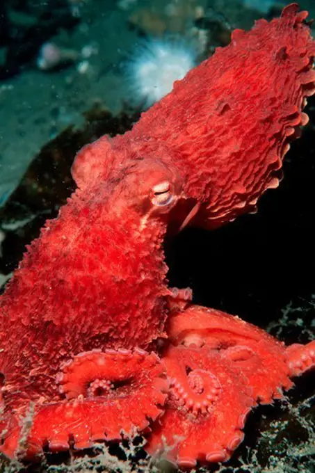 USA, Alaska, Red octopus (Octopus rubescens)