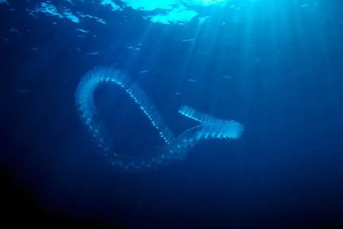 USA, California, Tunicate Salp chain (Cyclosalpa affinis) swimming in Pacific Ocean