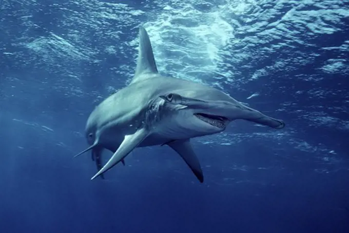 Bahamas Islands, Walker's Cay, Great hammerhead (Sphyrna mokarran) swimming in Atlantic Ocean