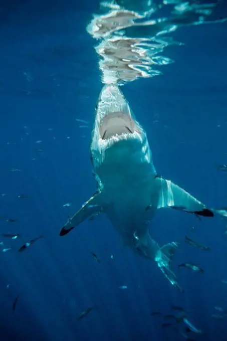 Mexico, Guadalupe Island, White shark (Carcharhodon carcharias) swimming in Pacific Ocean