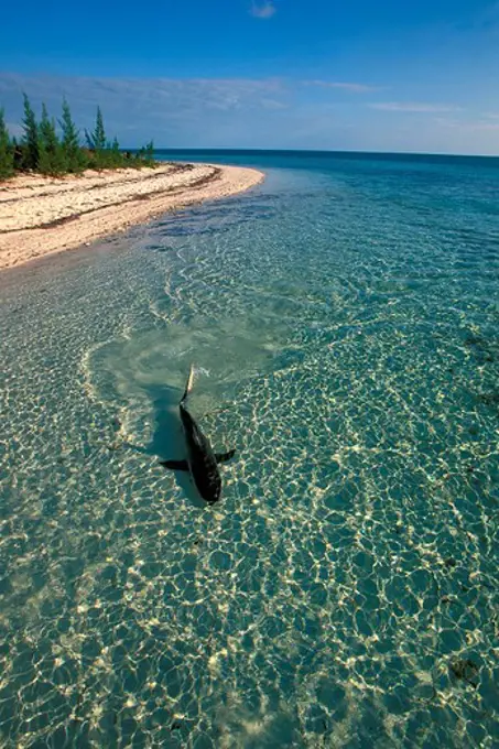 Bahamas Islands, Blacktip shark (Carcharhinus limbatus) swimming in Atlantic Ocean