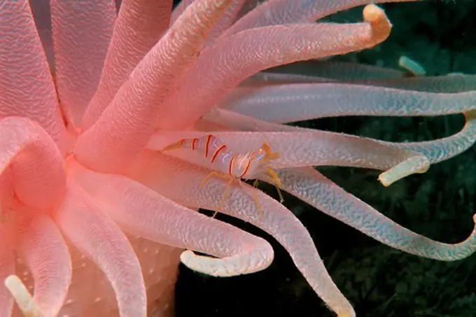 USA, Alaska, Candy stripe shrimp (Lebbeus grandimanus) on Crimson anemone in Pacific Ocean