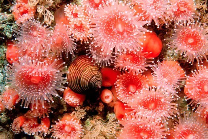 California, Pacific Ocean, Blue top snail (Calliostoma ligatum)