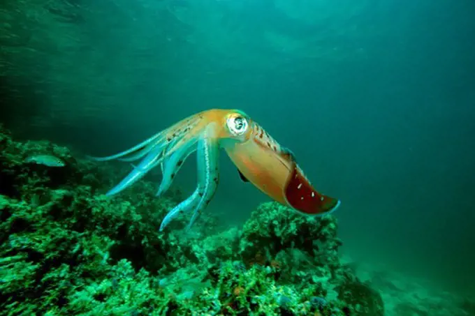 Venezuela, Caribbean reef squid (Sepioteuthis sepioidea)