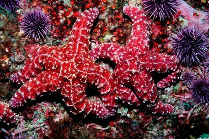 California, Anacapa Island, Channel Islands National Park, Ochre star (Pisaster ochraceus)