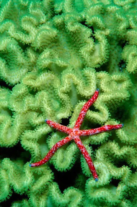 Fiji, Wakaya Island, Sea star (Linckia multiflora)