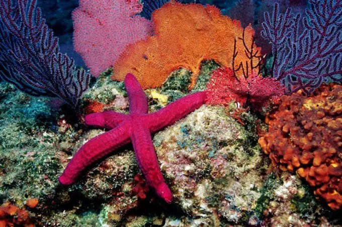 Mexico. Sea of Cortez, Los Frailes, Smooth sea star (Leiaster teres) grazing on algae tgrowing on shallow rocky reefs