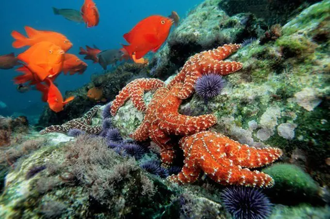 Mexico, Los Coronados Islands, Ochre star (Pisaster ochraceus)