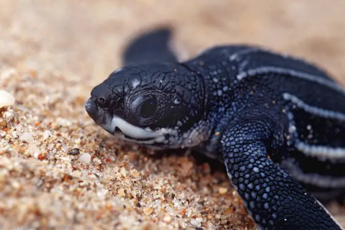 USA, Florida, Young Leatherback Turtle (Dermochelys coriacea) on beach