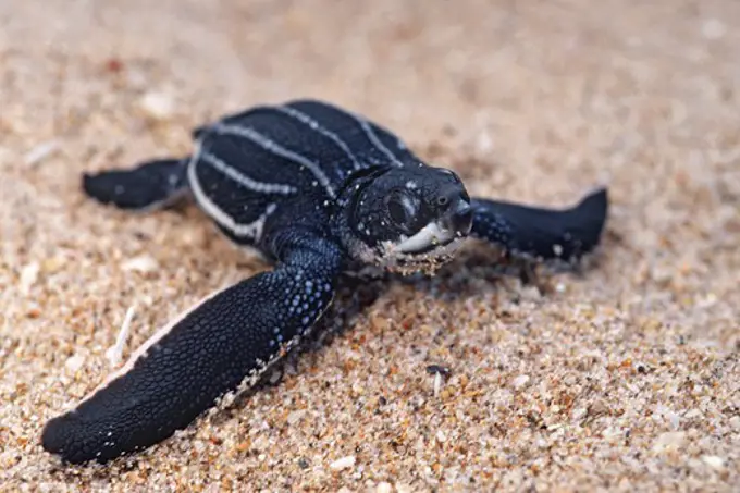 USA, Florida, Young Leatherback Turtle (Dermochelys coriacea) on beach