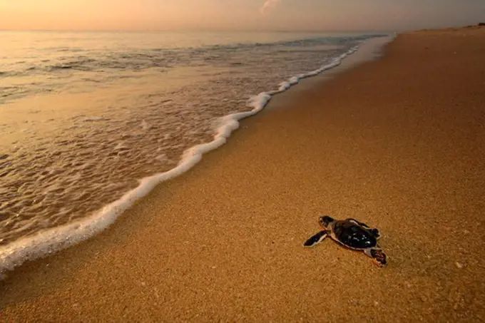 USA, Florida, Hatchling of Green sea turtle (Chelonia mydas)