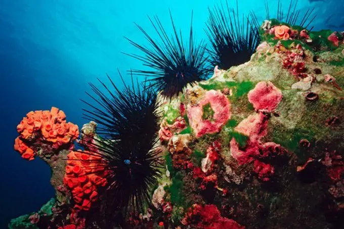 Cocos Island, Long-spined Urchin (Diadema mexicanum)