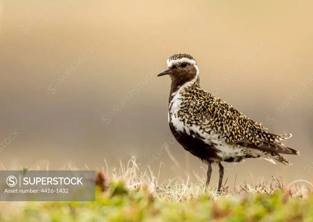 Golden Plover ( Pluvialis apricaria) in summer plumage amongst grass. Make Myvatn. Iceland