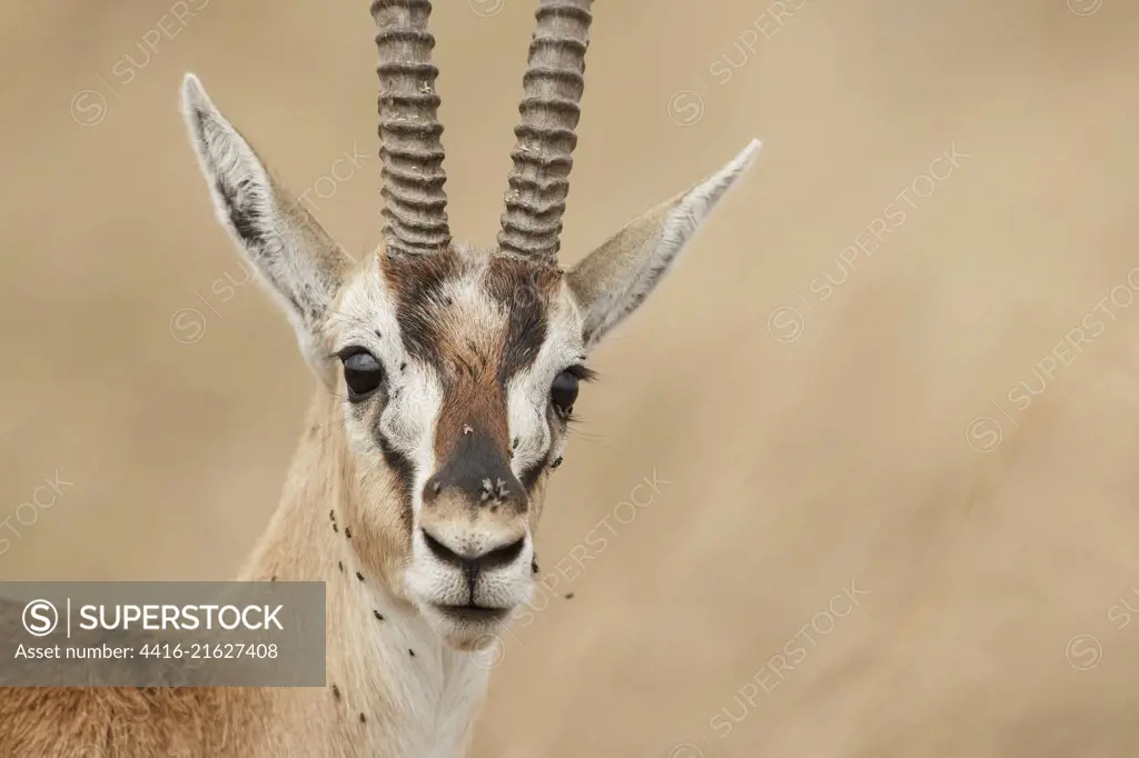 Thomson's gazelle (Eudorcas thomsonii) portrait