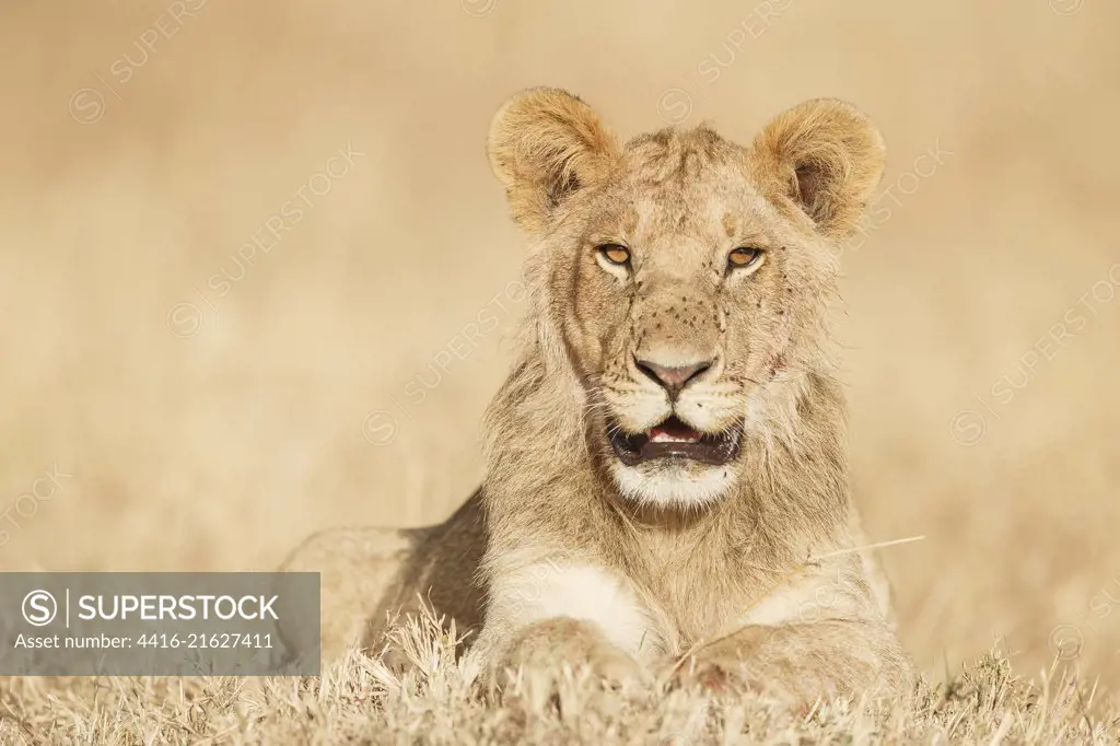 Lioness (Panthera Leo) portrait lying in the grass