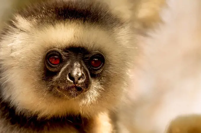 Diademed Sifaka (Propithecus diadema) Madagascar National Park