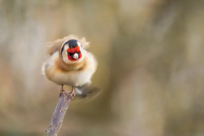 Goldfinch on perch in winter afternoon. Norfolk