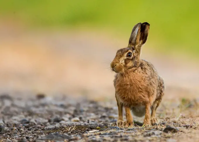 European Brown Hare along edge of field in Norfolk